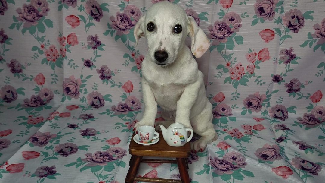 3, a Adopted mixed breed in Naranjito, PR image 5/12