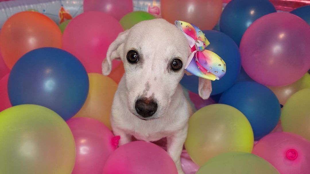 3, a Adopted mixed breed in Naranjito, PR image 6/12