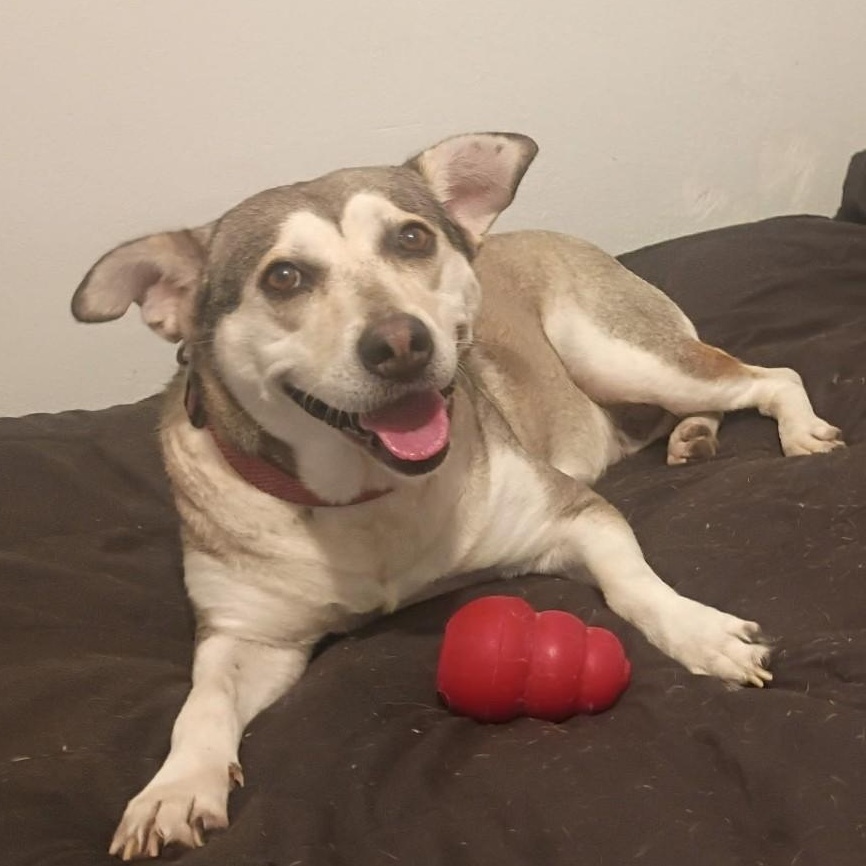Sunny - voted "Most Popular", a Adoptable mixed breed in Dayton, OH image 5/6