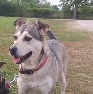 Sunny - voted "Most Popular", a Adoptable mixed breed in Dayton, OH image 6/6