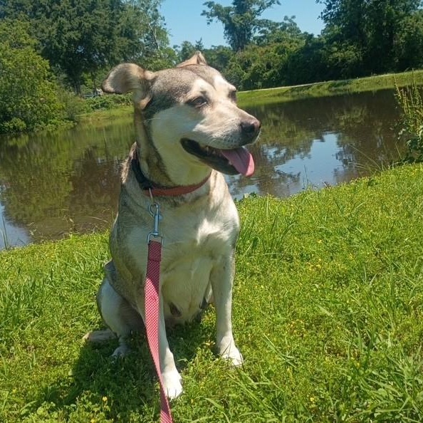 Sunny - voted "Most Popular", a Adoptable mixed breed in Dayton, OH image 3/6