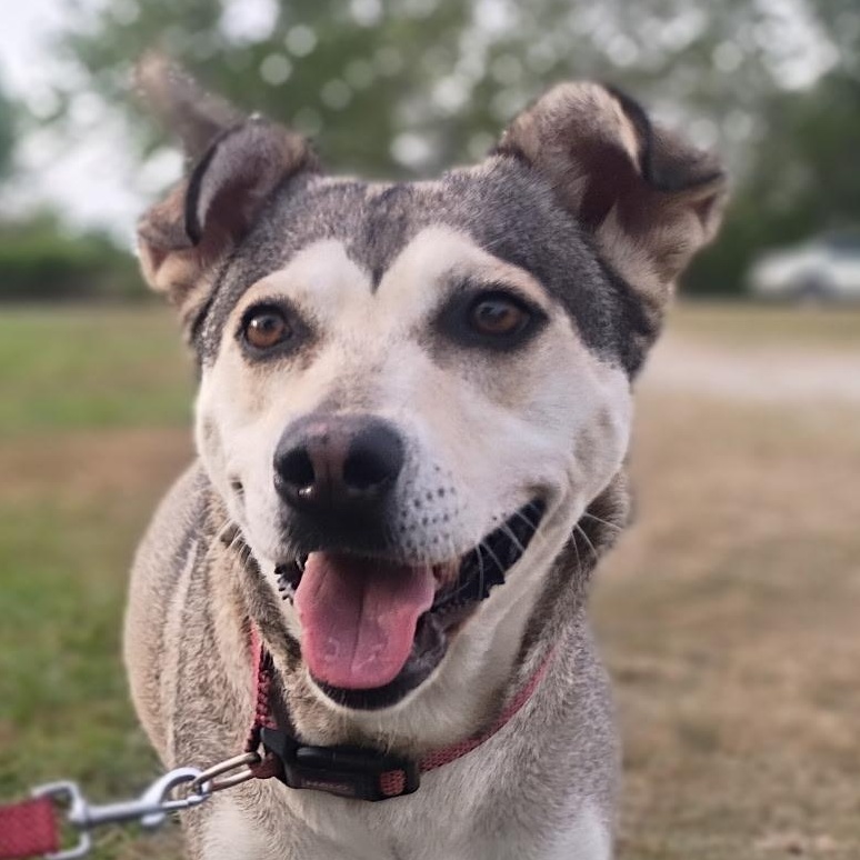 Sunny - voted "Most Popular", Adoptable, Adult Female Husky & Labrador Retriever.