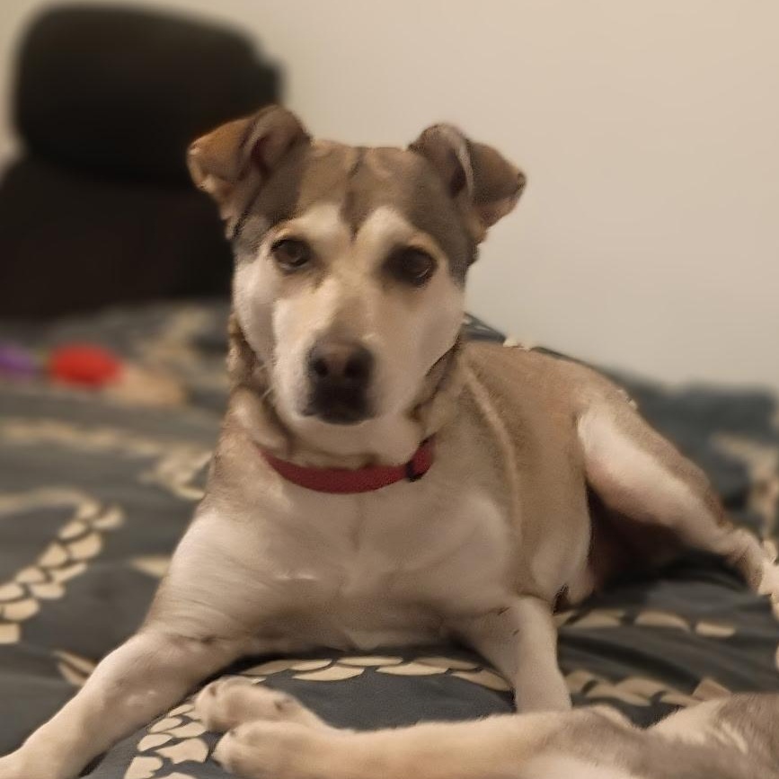 Sunny - voted "Most Popular", a Adoptable mixed breed in Dayton, OH image 4/6