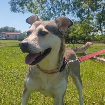 Sunny - voted "Most Popular", a Adoptable mixed breed in Dayton, OH image 2/6