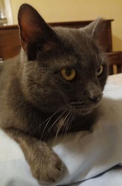 Grayson, Adoptable, Young Male Domestic Short Hair.