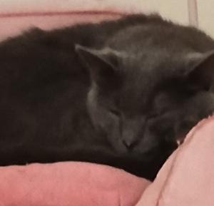 Grayson, a Adoptable mixed breed in Raleigh, NC image 2/3