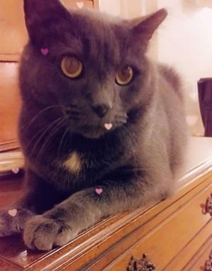 Grayson, a Adoptable mixed breed in Raleigh, NC image 3/3