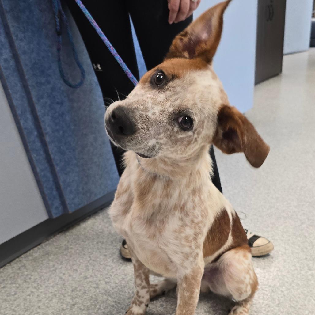 Oaklee, Adoptable, Young Male Mixed Breed.