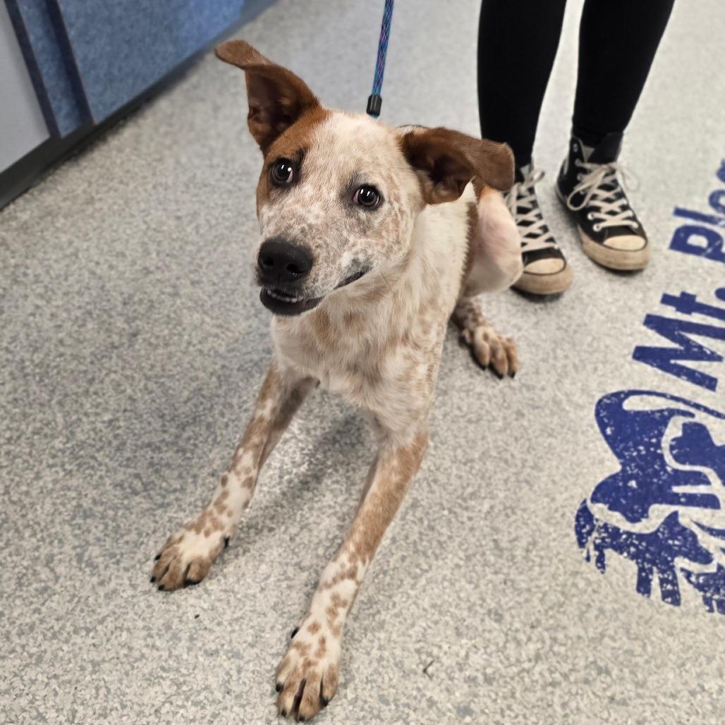 Oaklee, a Adoptable Mixed Breed in East Hanover, NJ image 2/3