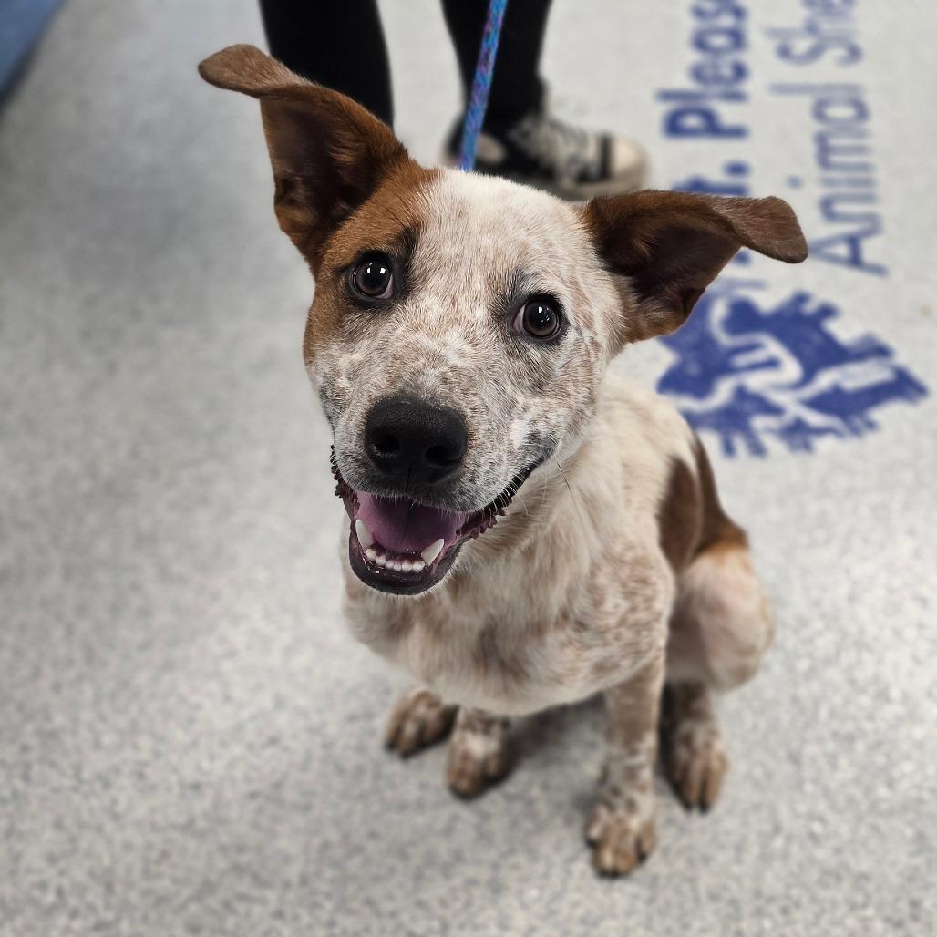 Oaklee, a Adoptable Mixed Breed in East Hanover, NJ image 3/3