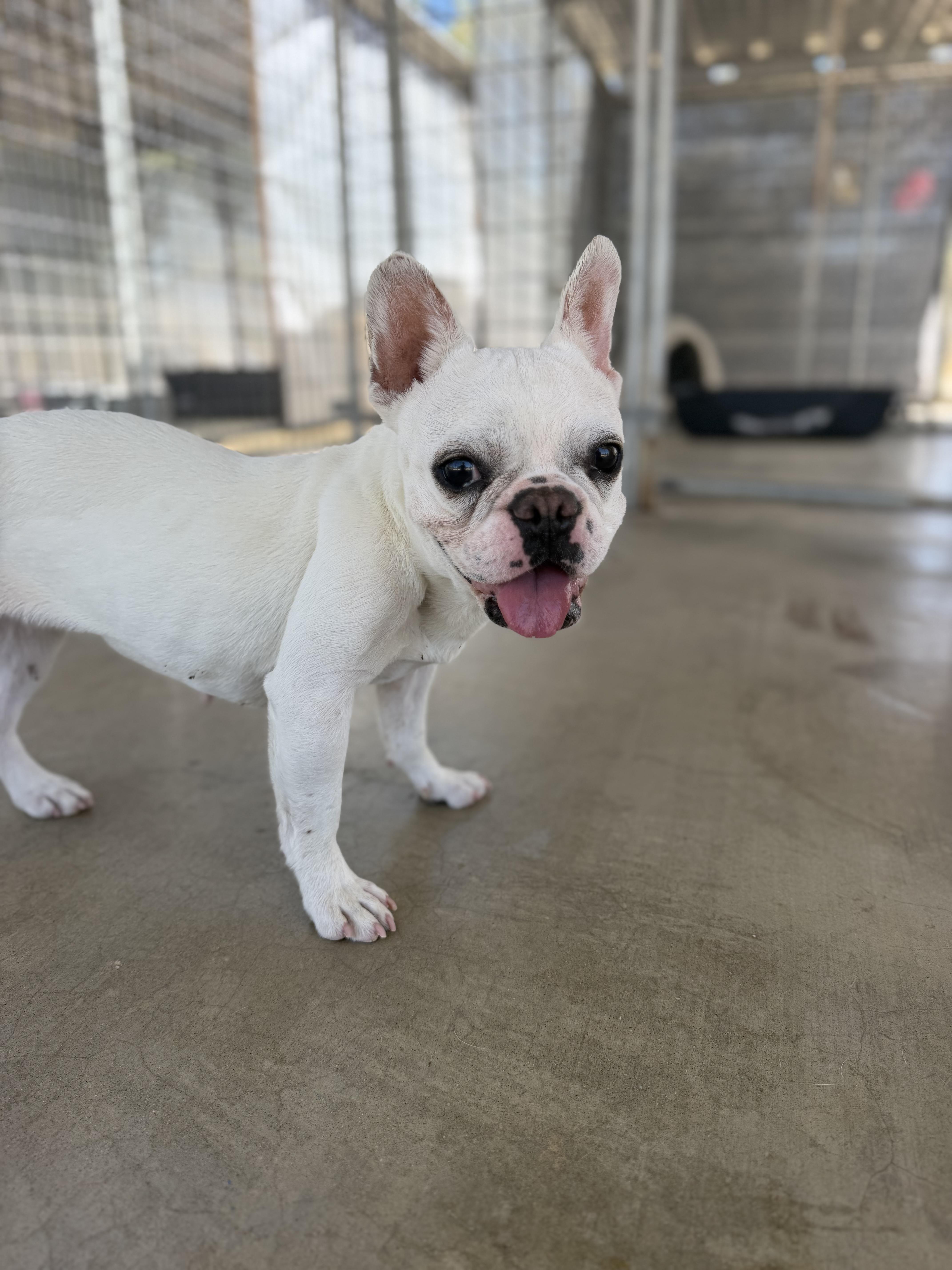 Enlarge Audrey, an adoptable French Bulldog in Littlerock, CA image 2/5