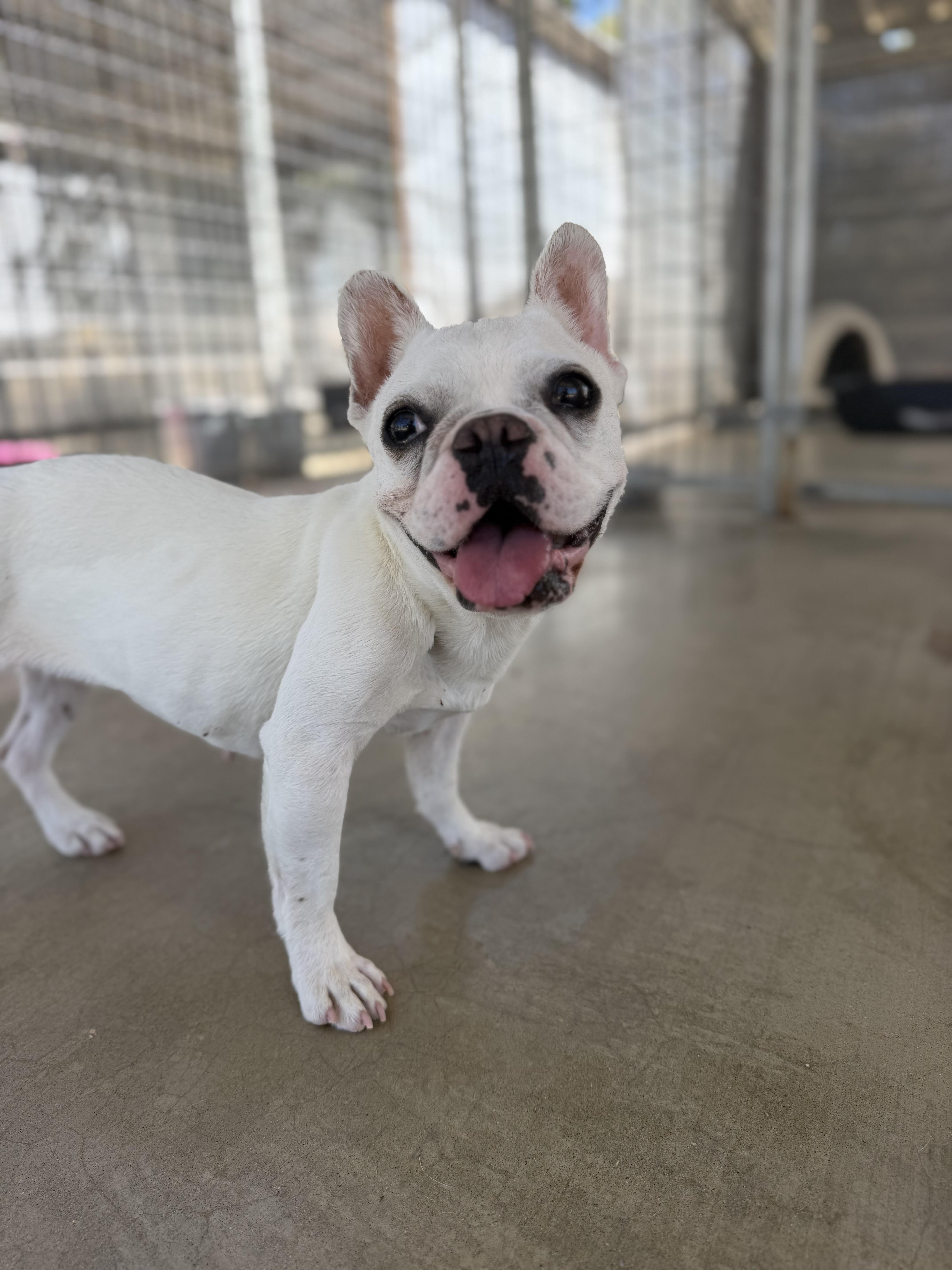 Audrey, adoptable, Young Female French Bulldog.