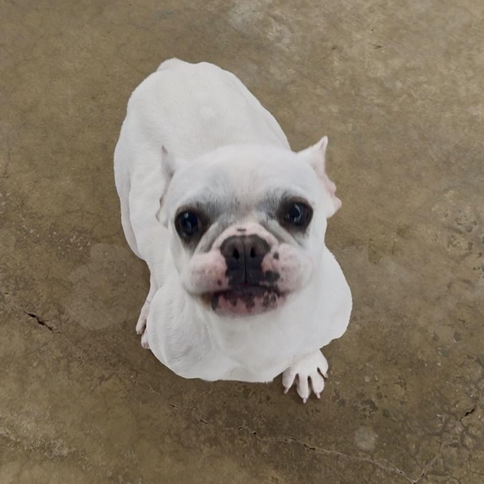 Enlarge Audrey, a Adoptable French Bulldog in Littlerock, CA image 1/3