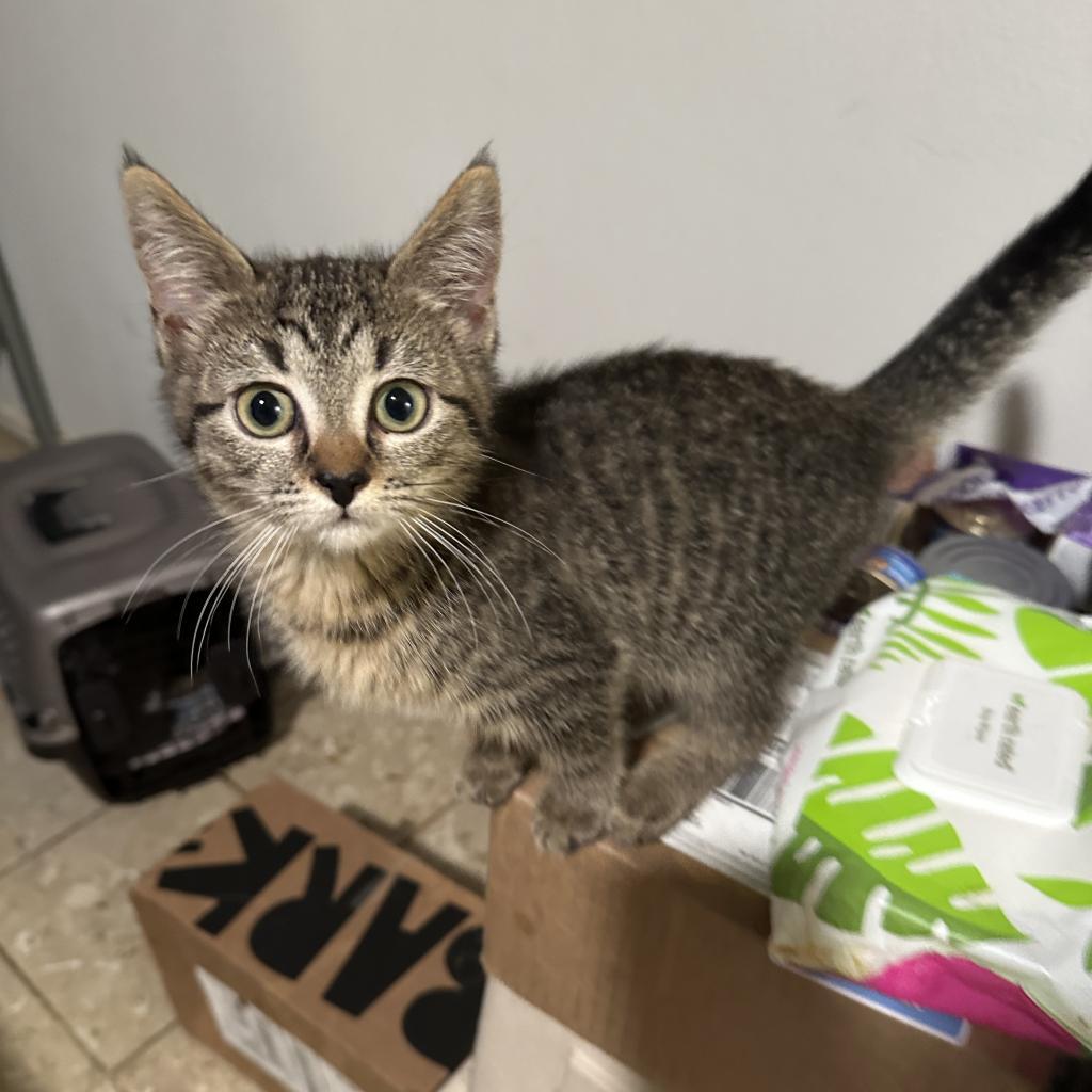 Enlarge Penny, a Adoptable Domestic Short Hair in Silver Spring, MD image 1/6