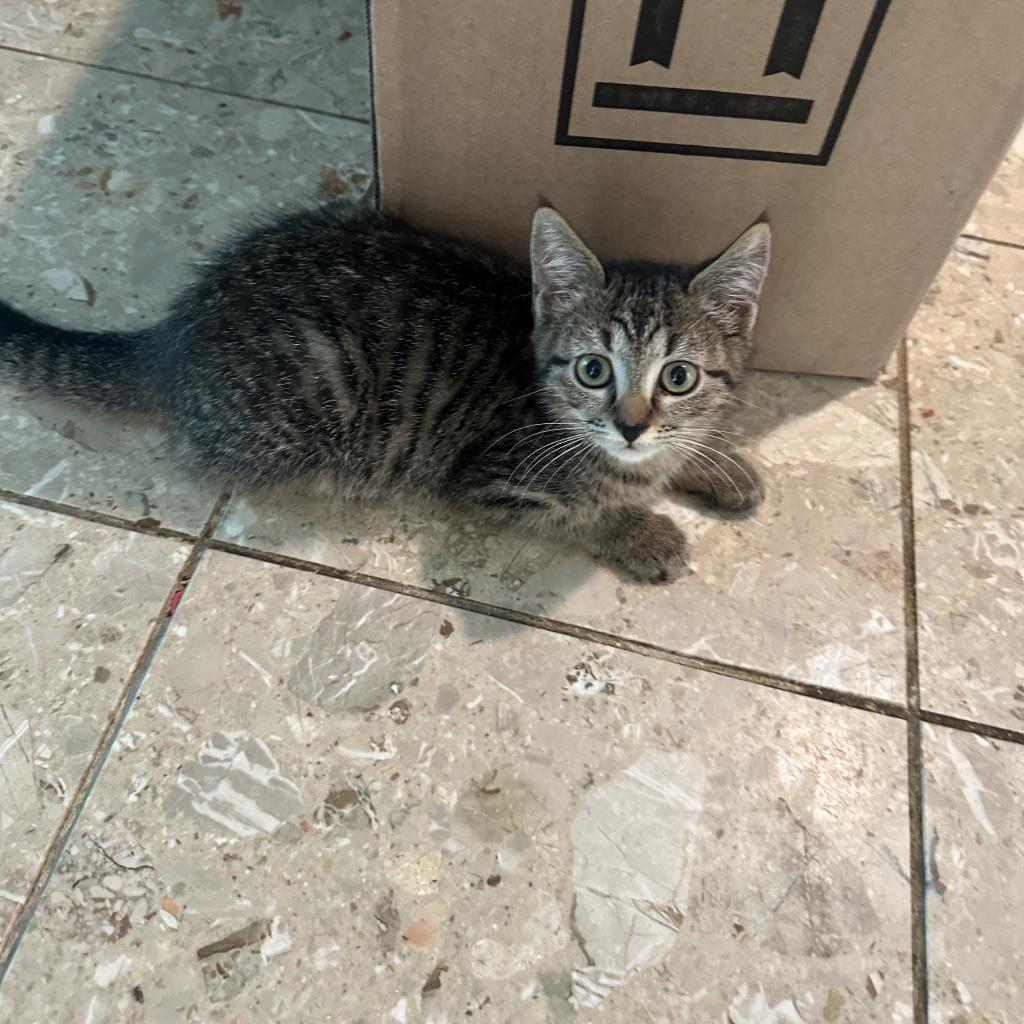 Enlarge Penny & Leonard, a Adoptable Domestic Short Hair in Silver Spring, MD image 3/6