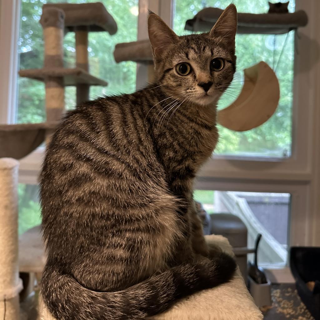 Enlarge Penny & Leonard, a Adoptable Domestic Short Hair in Silver Spring, MD image 4/6