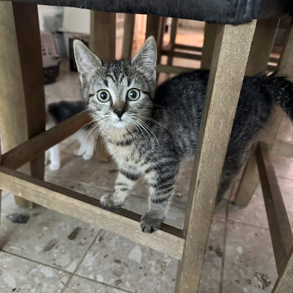 Enlarge Penny & Leonard, a Adoptable Domestic Short Hair in Silver Spring, MD image 5/6