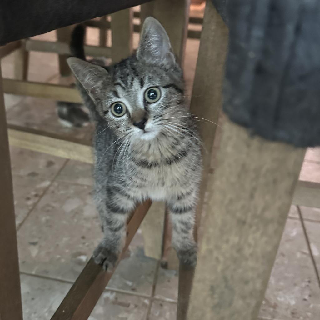 Enlarge Penny & Leonard, a Adoptable Domestic Short Hair in Silver Spring, MD image 6/6
