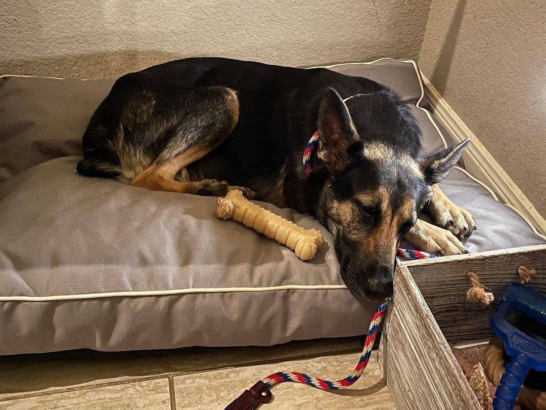 Bobbie, Adoptable, Adult Female German Shepherd Dog.