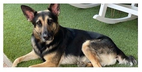 Bobbie, a Adoptable German Shepherd Dog in Montgomery, TX image 2/10