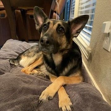 Bobbie, a Adoptable German Shepherd Dog in Montgomery, TX image 3/10