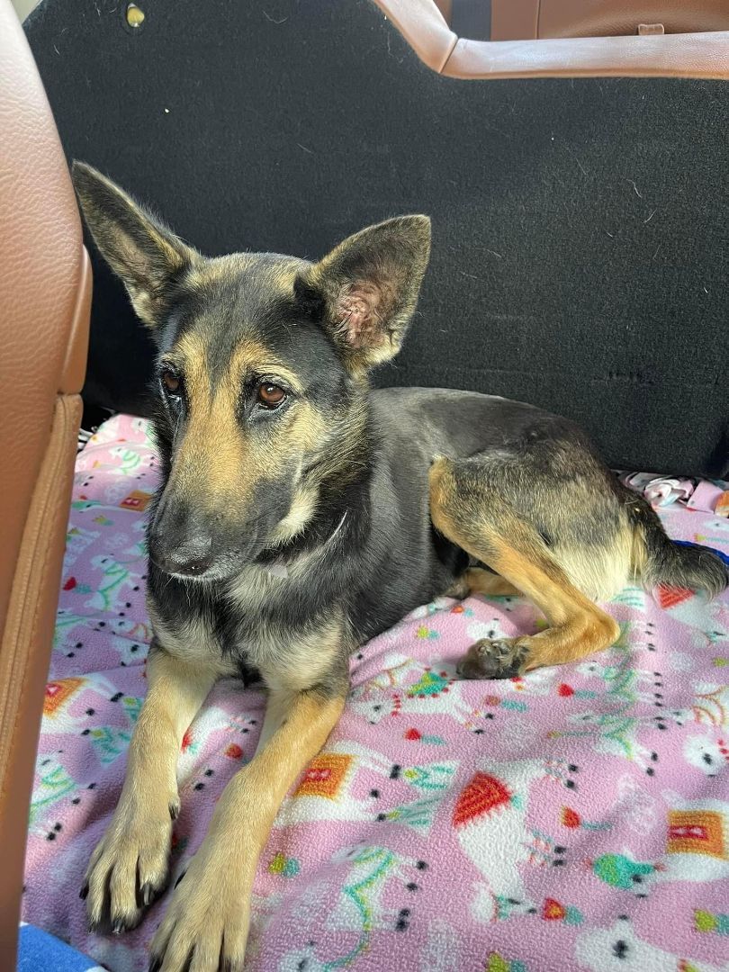 Bobbie, a Adoptable German Shepherd Dog in Montgomery, TX image 4/10