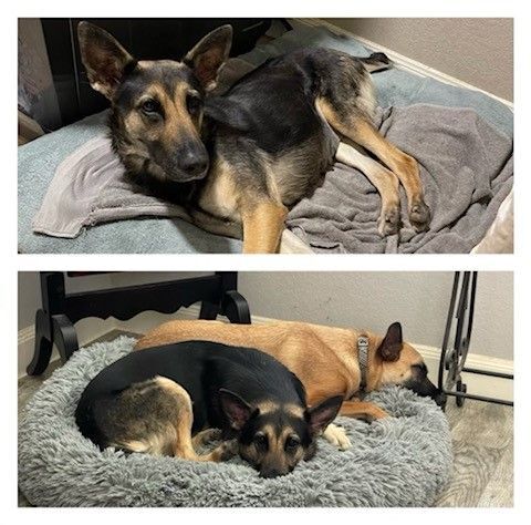 Bobbie, a Adoptable German Shepherd Dog in Montgomery, TX image 5/10