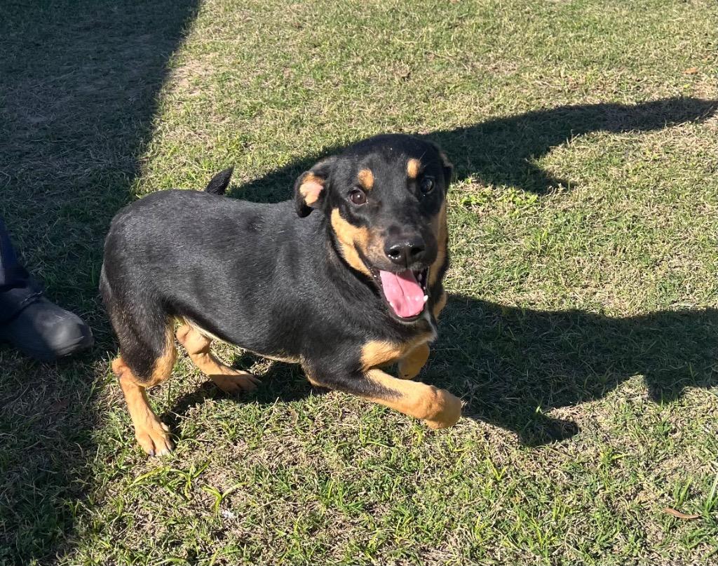 Larry, Adoptable, Young Male Terrier.