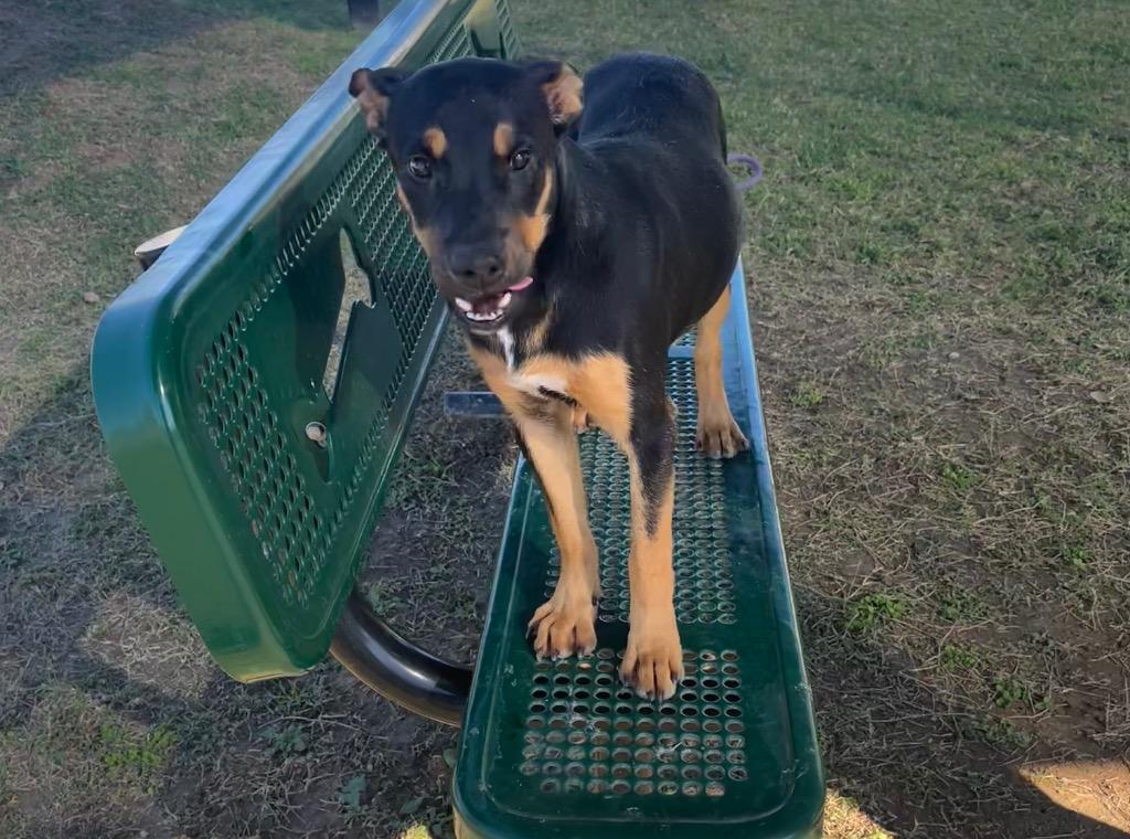 Enlarge Larry, a Adoptable mixed breed in Seguin, TX image 2/3