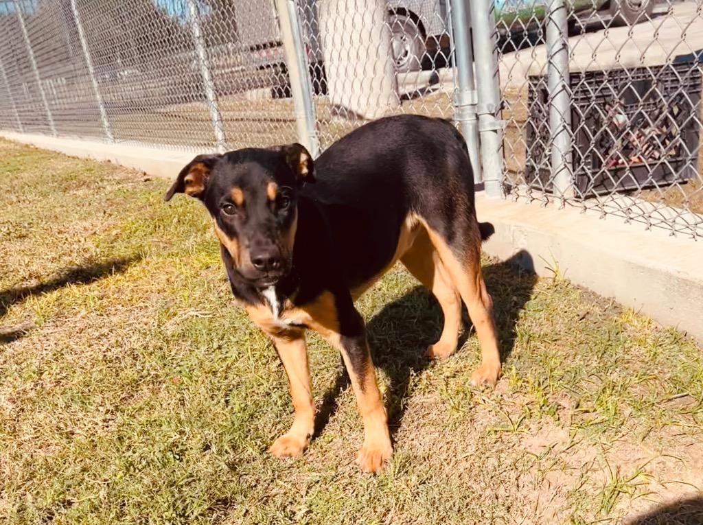 Enlarge Larry, a Adoptable mixed breed in Seguin, TX image 3/3