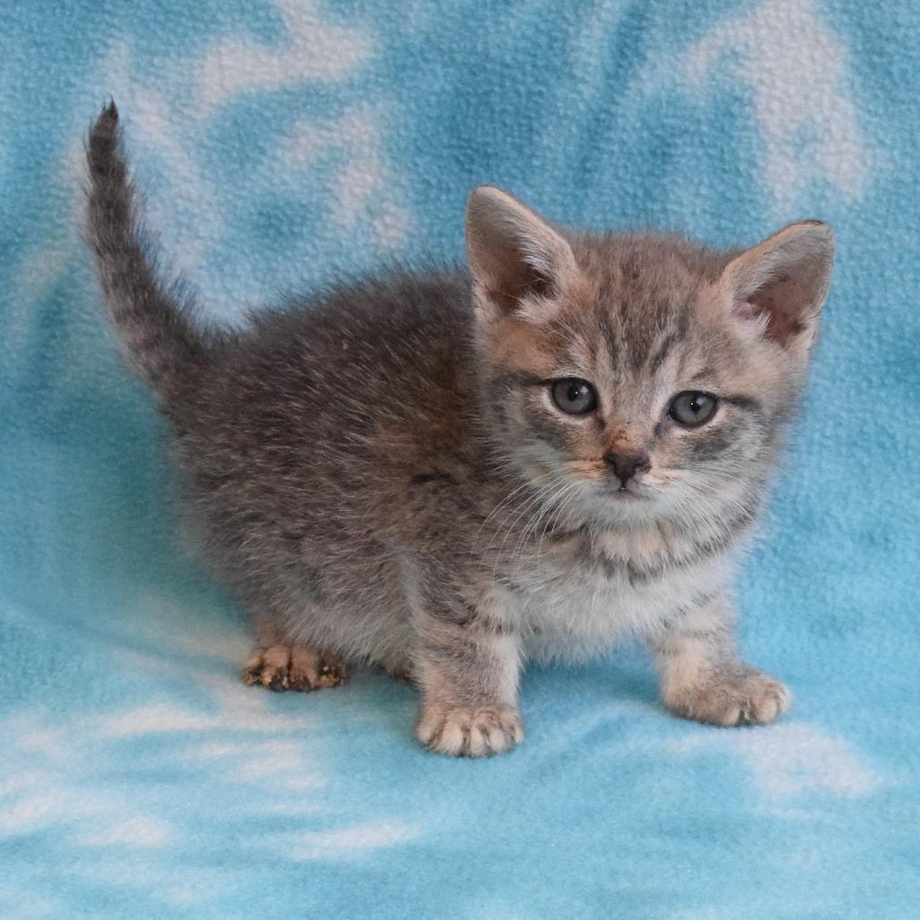 Pebble 52717, a Adoptable Domestic Short Hair in Eureka, CA image 1/3