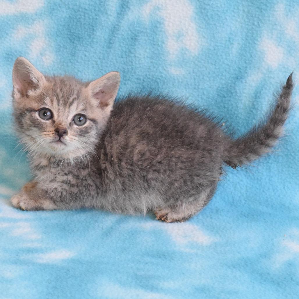 Pebble 52717, a Adoptable Domestic Short Hair in Eureka, CA image 2/3
