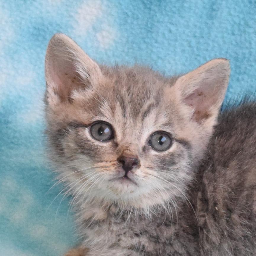Pebble 52717, a Adoptable Domestic Short Hair in Eureka, CA image 3/3
