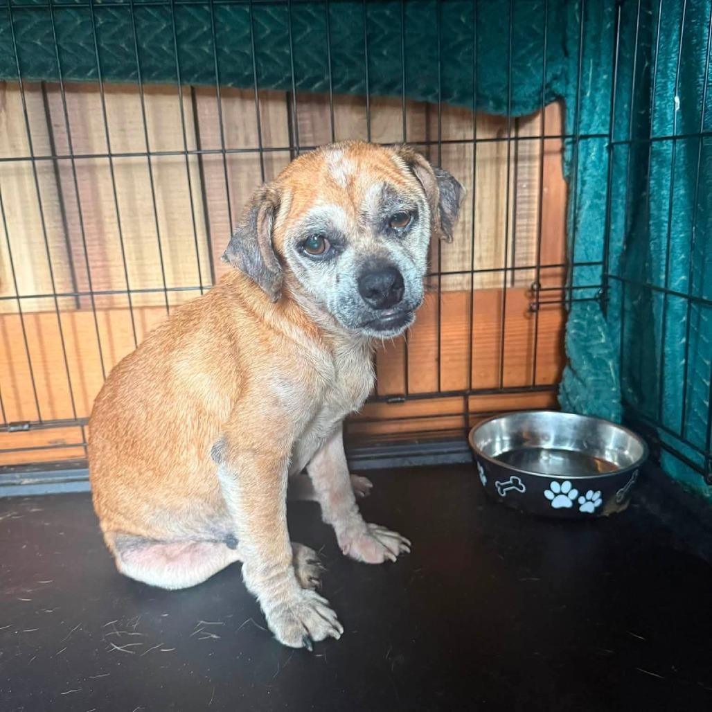 Enlarge Kimberly, a Adoptable Chihuahua in Farmersville, OH image 1/1