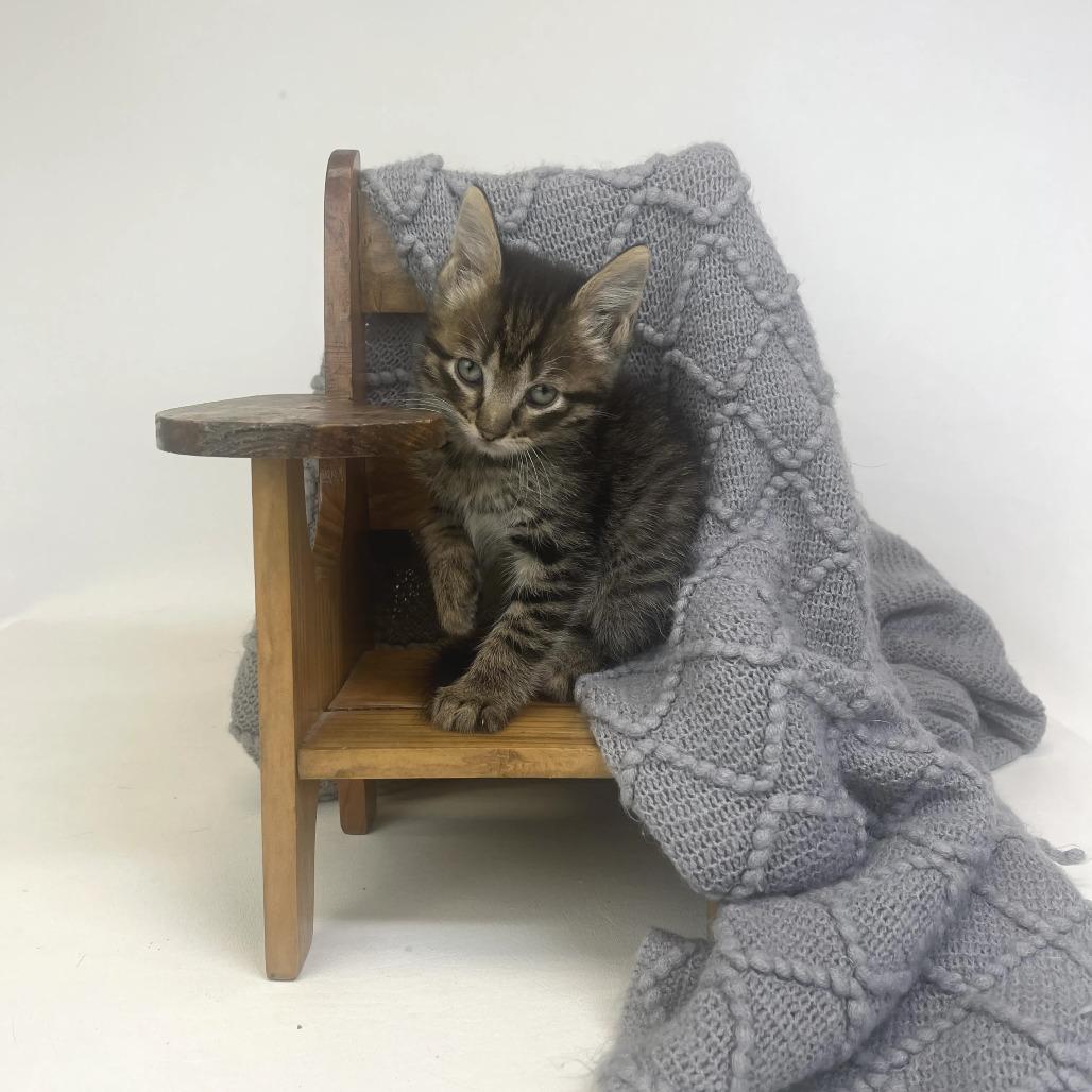 Enlarge Vesper-C, a Adopted Domestic Short Hair in East Saint Louis, IL image 1/4
