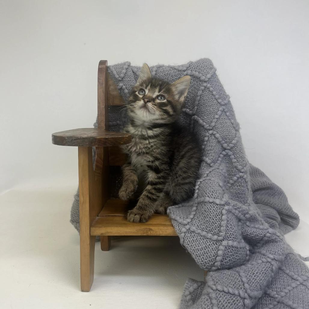 Enlarge Vesper-C, a Adopted Domestic Short Hair in East Saint Louis, IL image 2/4