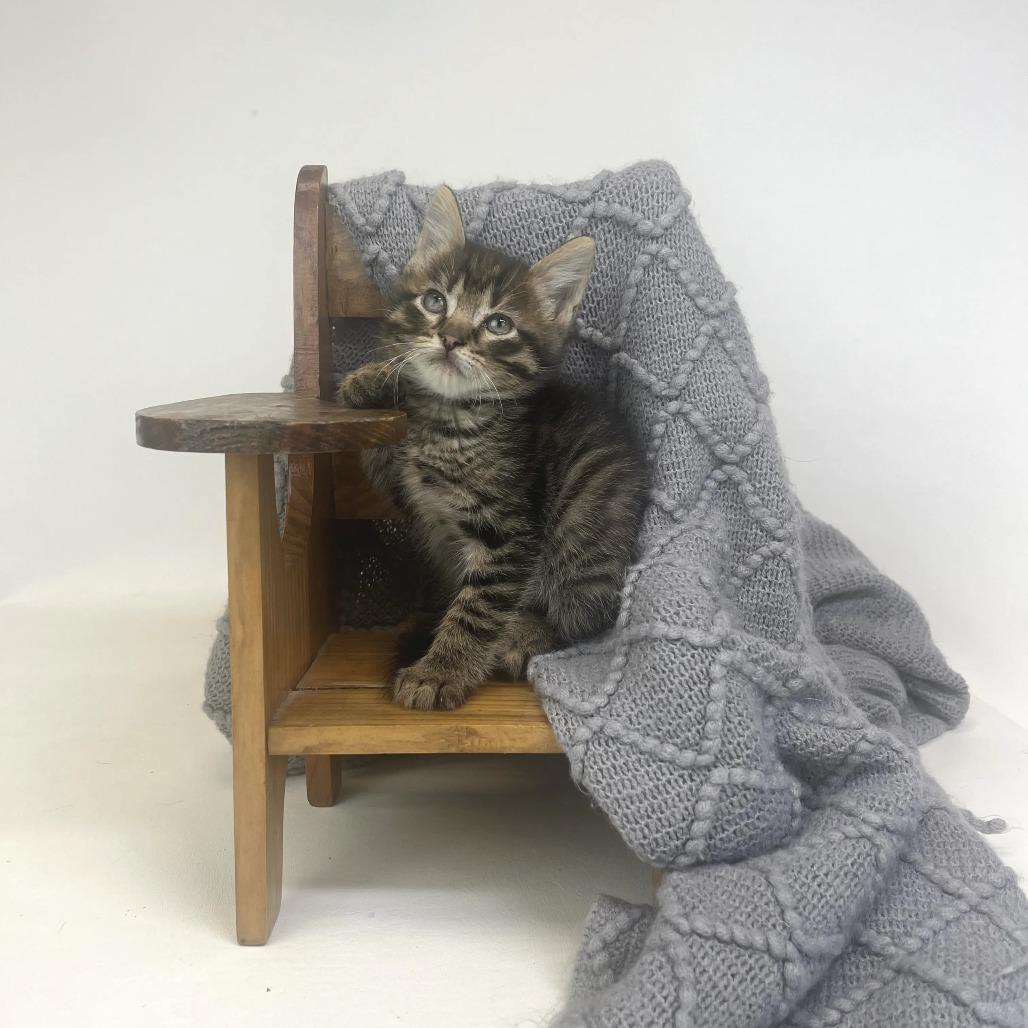 Enlarge Vesper-C, a Adopted Domestic Short Hair in East Saint Louis, IL image 3/4