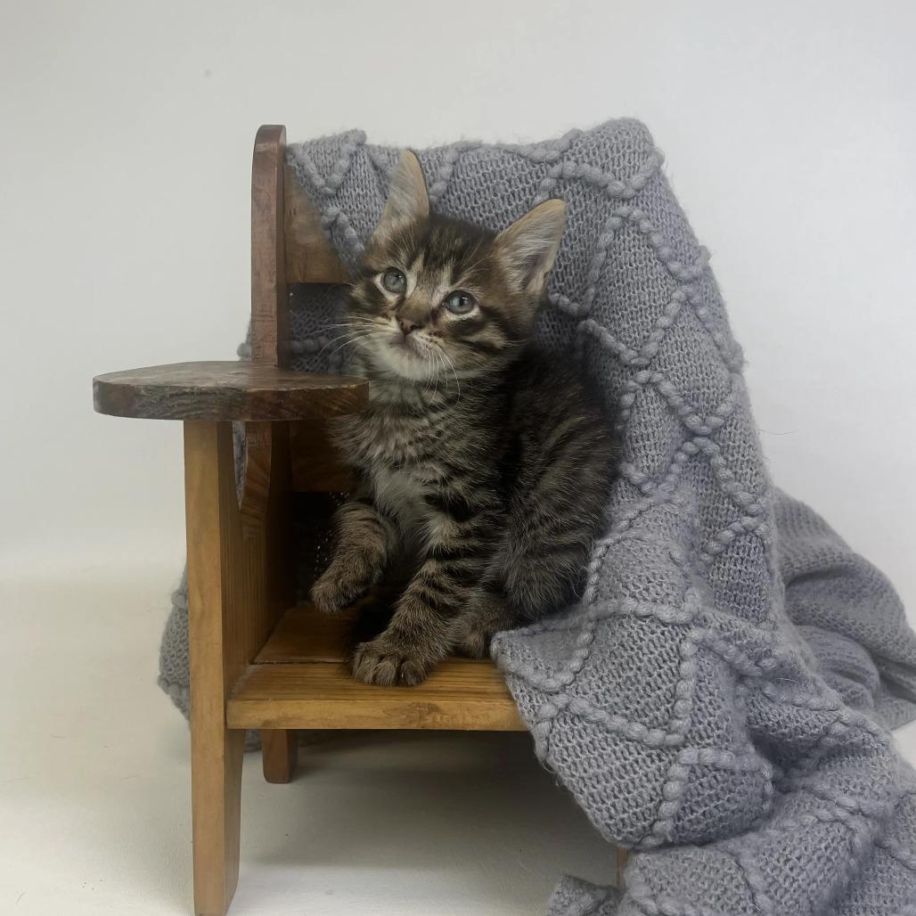 Enlarge Vesper-C, a Adopted Domestic Short Hair in East Saint Louis, IL image 4/4