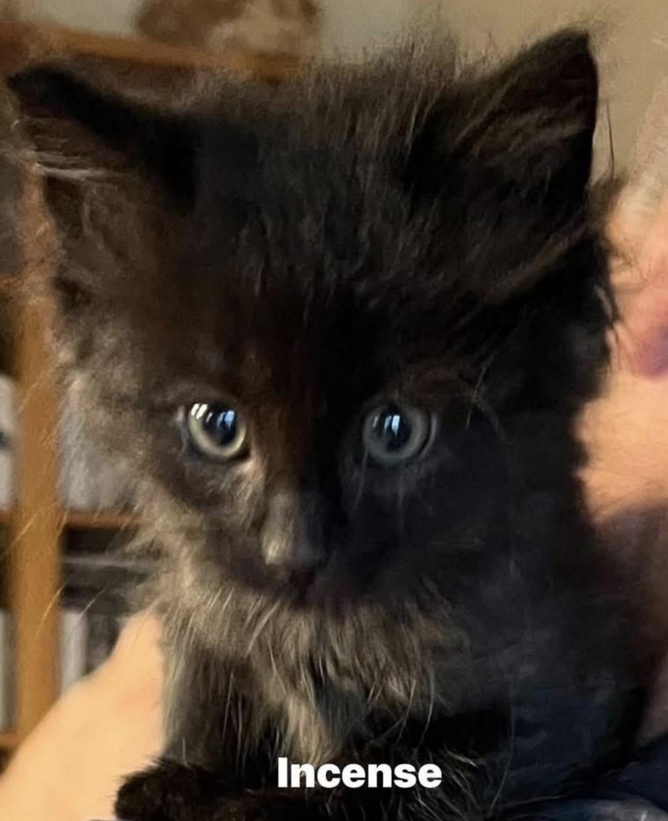 Incense, Adoptable, Kitten Male Domestic Long Hair.