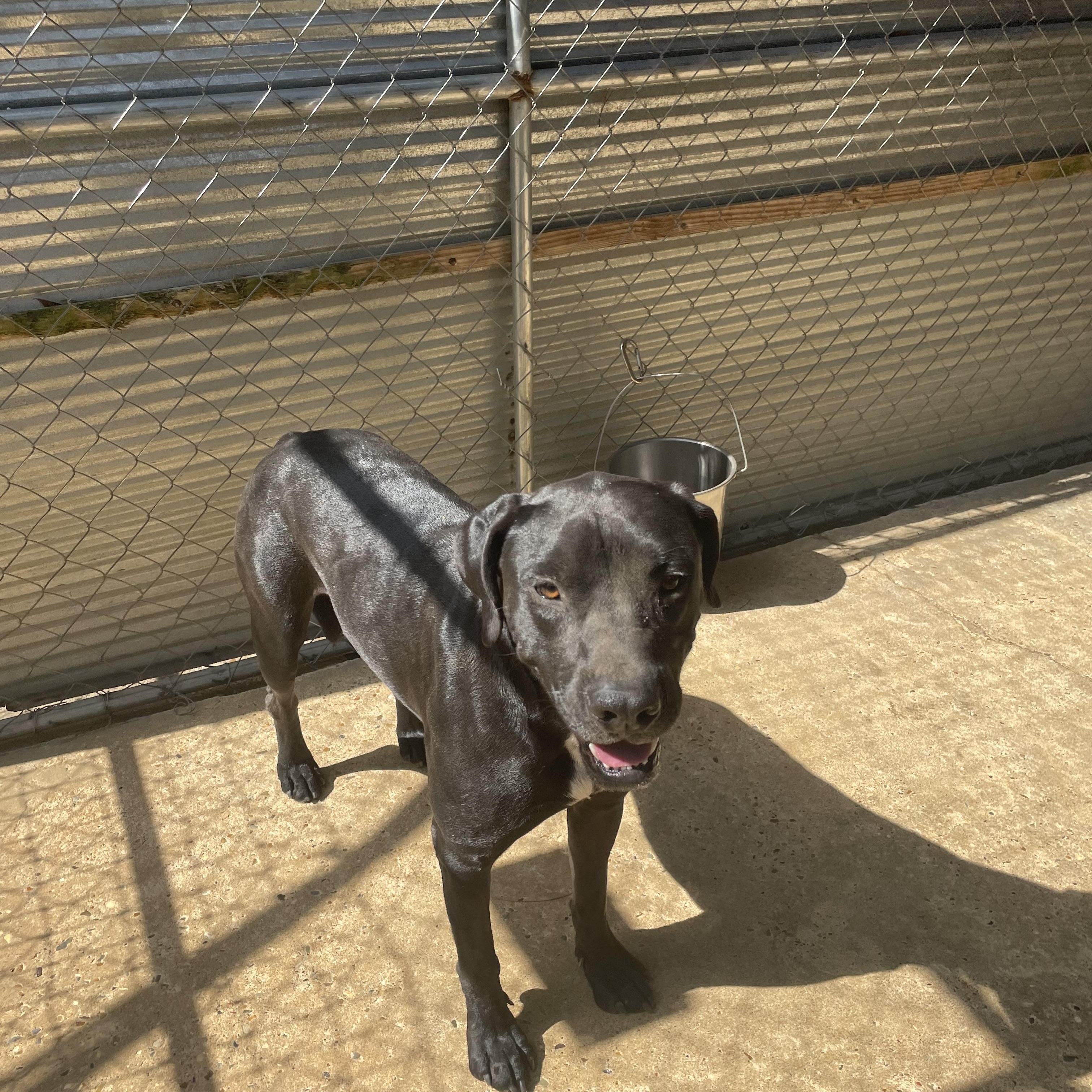 China, an adoptable Terrier in Ruston, LA, 71270 | Photo Image 3