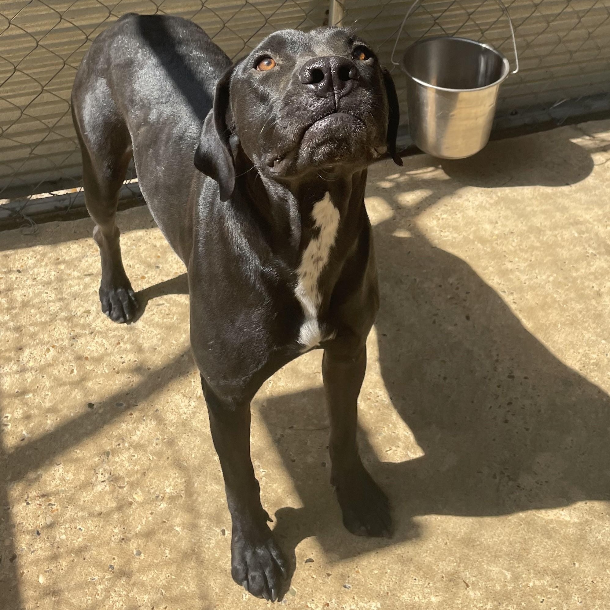 China, an adoptable Terrier in Ruston, LA, 71270 | Photo Image 4