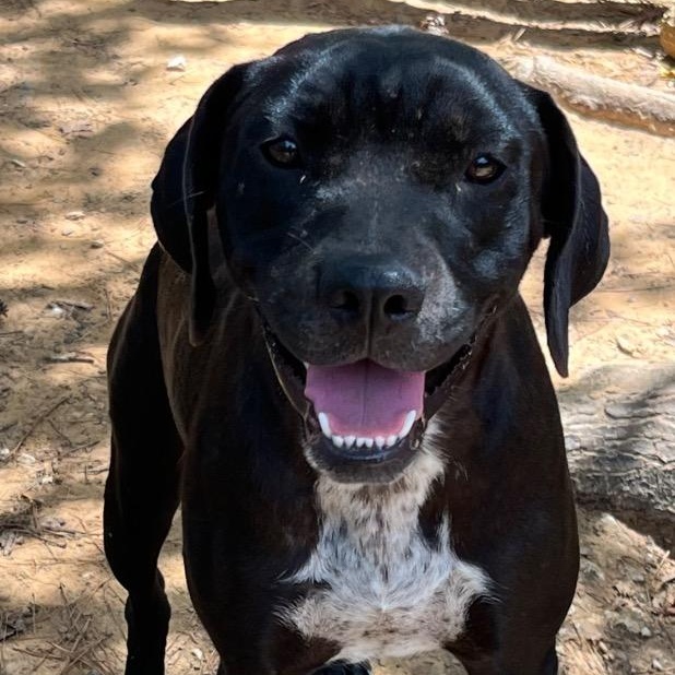 Enlarge China, a Adoptable Hound in Ruston, LA image 2/3