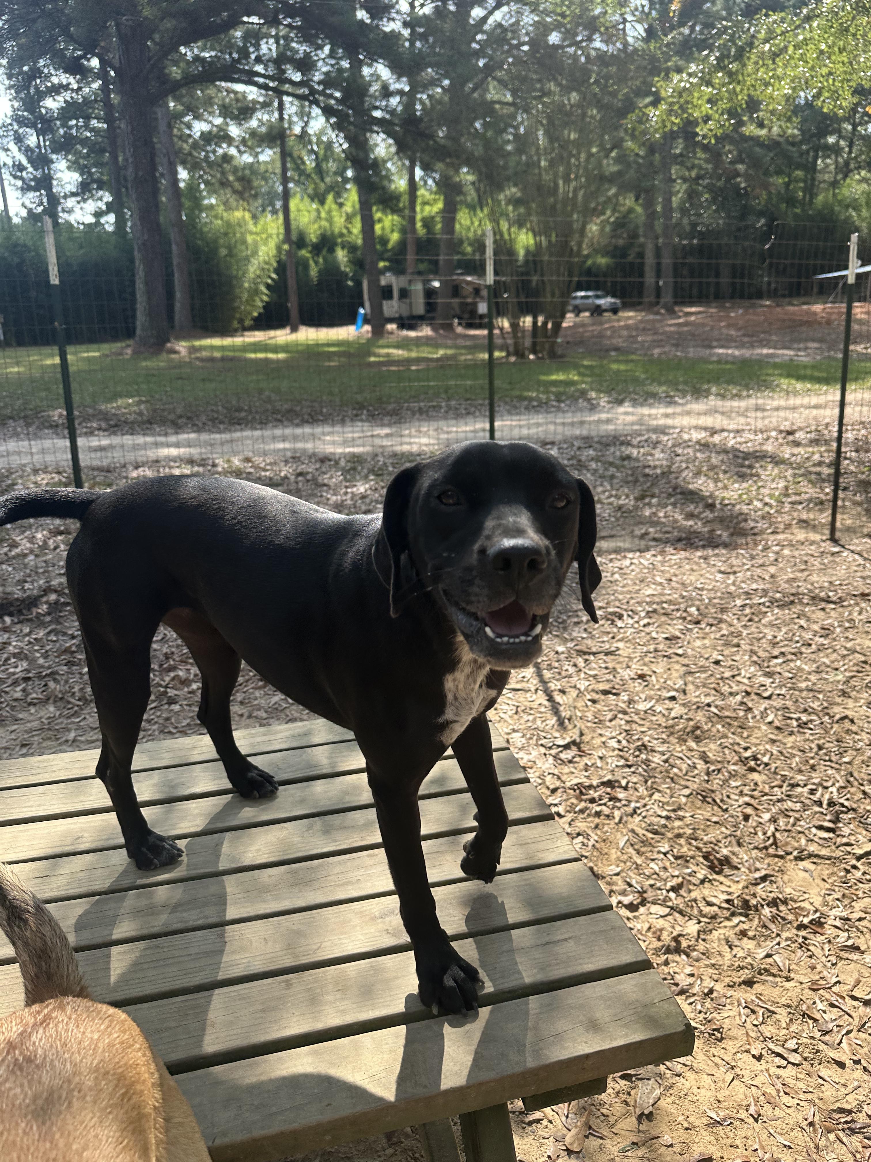 Enlarge China, a Adoptable Hound in Ruston, LA image 1/3