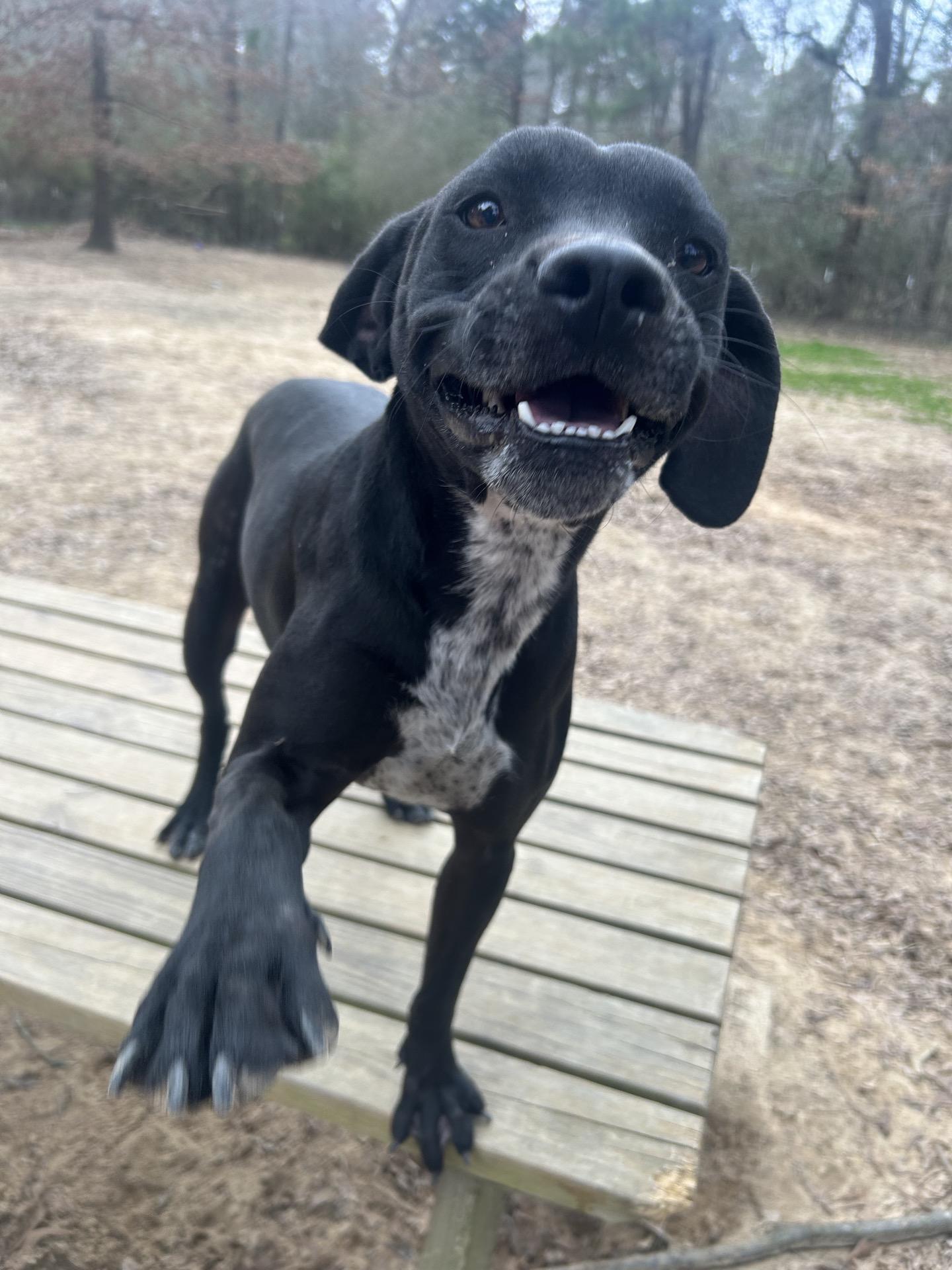 Enlarge China, a Adoptable mixed breed in Ruston, LA image 1/4