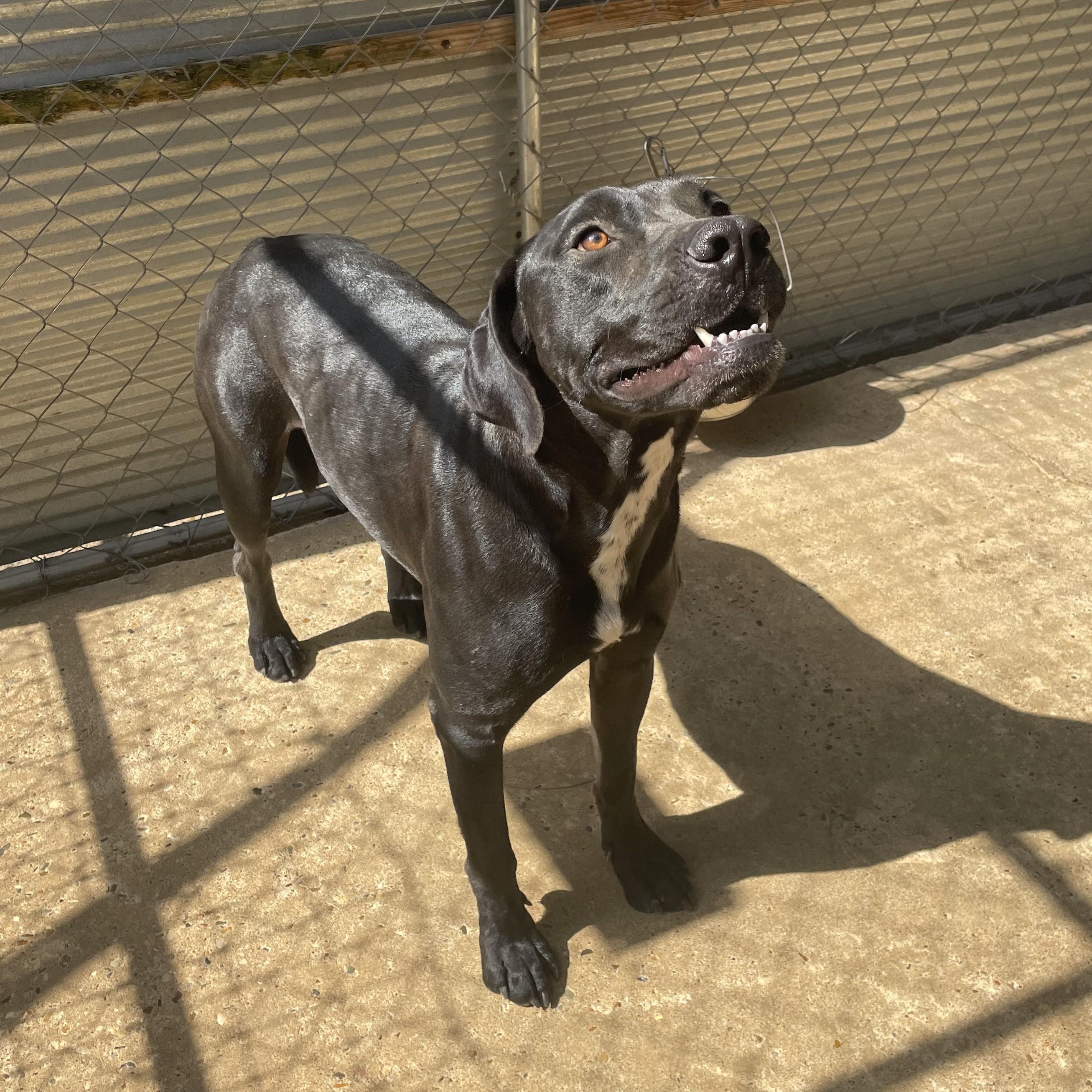 China, an adoptable Terrier in Ruston, LA, 71270 | Photo Image 2