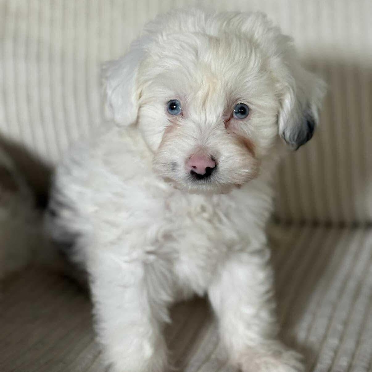 Tiny Tim