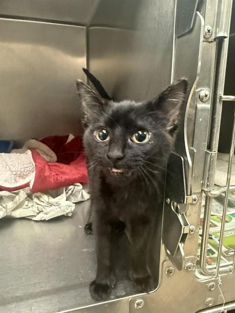 Enlarge HICCUP, a Adoptable Domestic Short Hair in Belleville, IL image 1/1