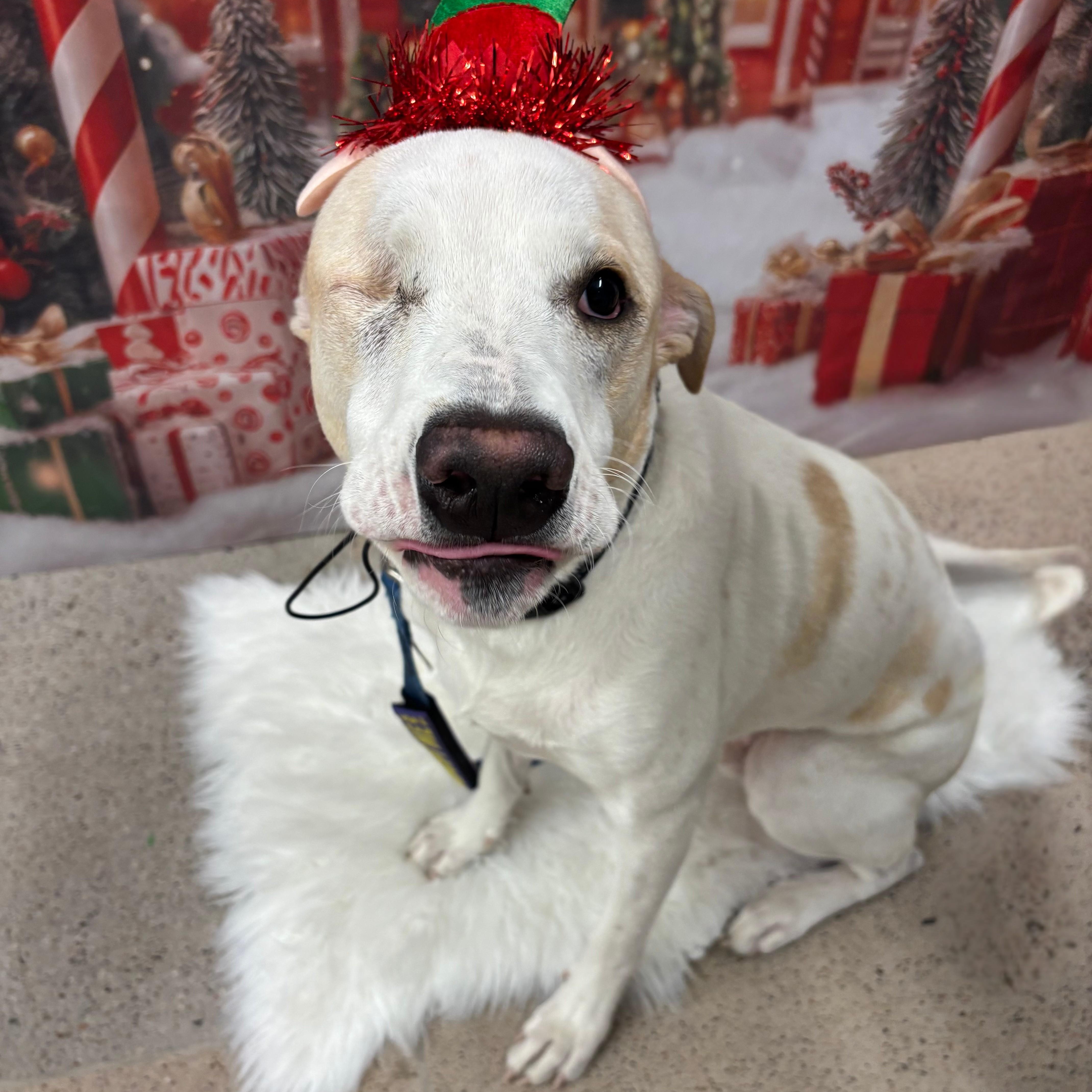 Toby, Adoptable, Adult Male Yellow Labrador Retriever & German Shepherd Dog.