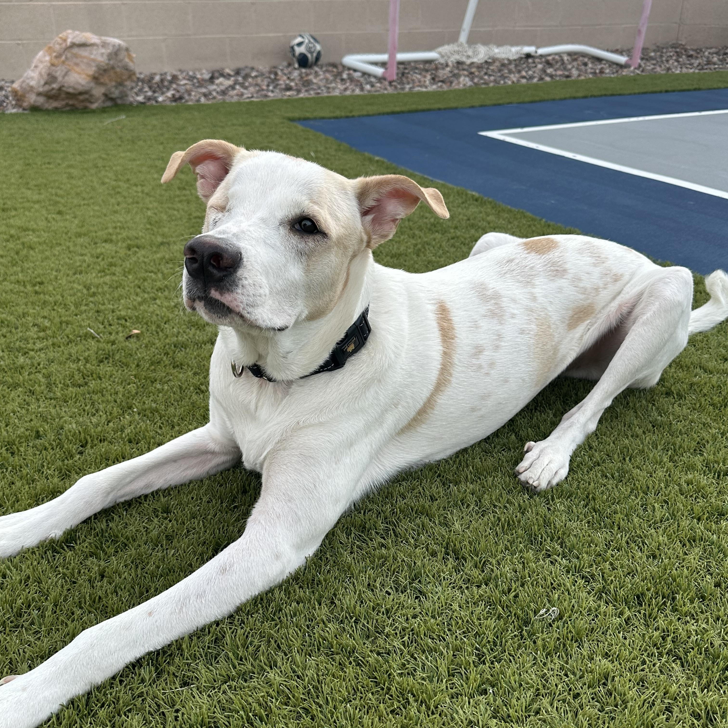 Toby, a Adoptable mixed breed in Phoenix, AZ image 2/6