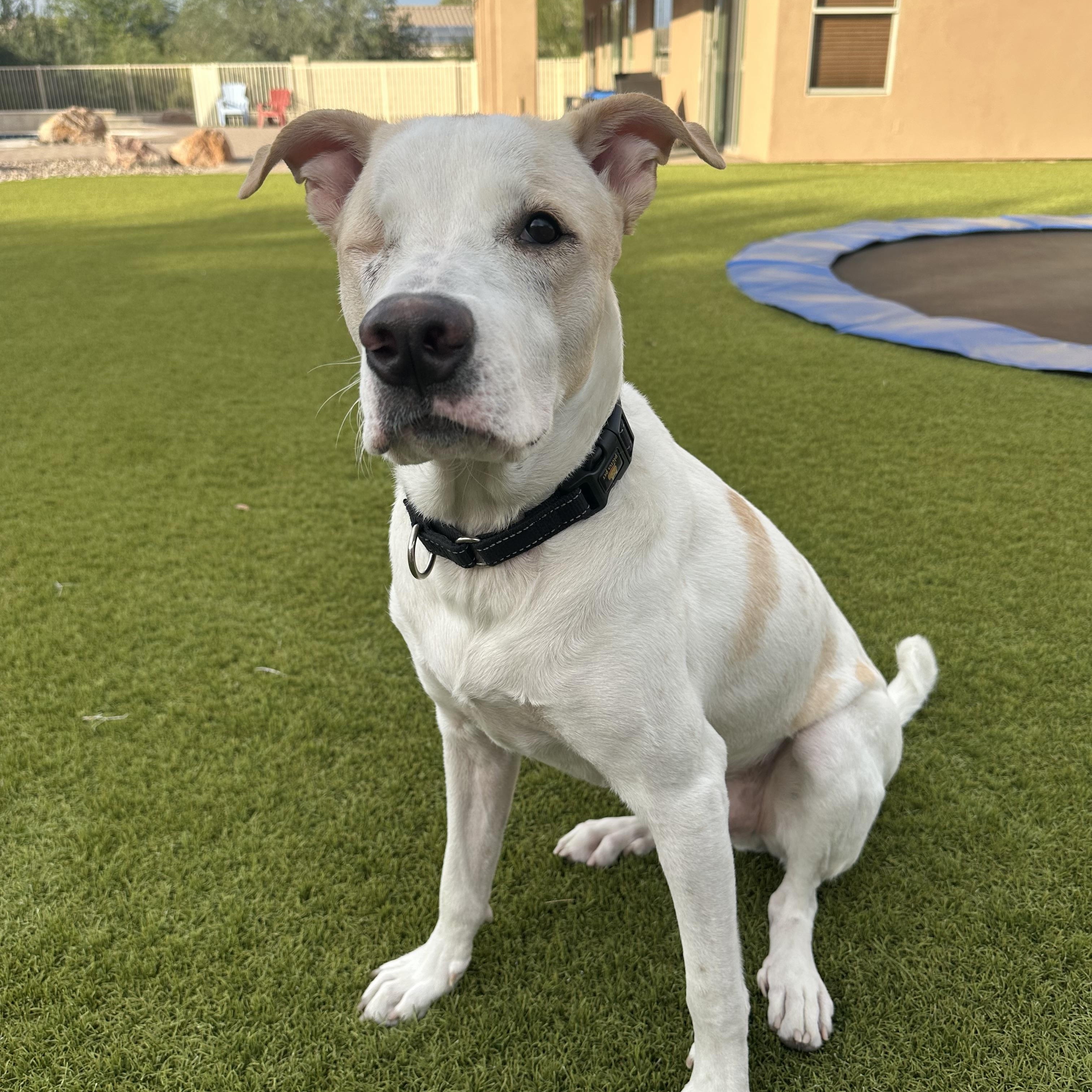 Toby, a Adoptable mixed breed in Phoenix, AZ image 4/6